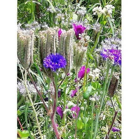 Small Park No 4 * Фюссен